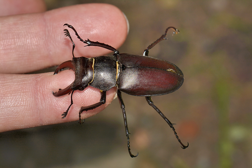 Lucanus cervus? La vendetta.